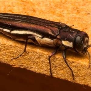 Agrilus hypoleucus at Strathnairn, ACT - 30 Jan 2025 08:55 PM