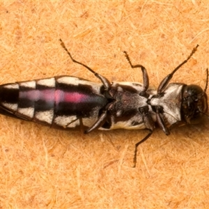 Agrilus hypoleucus at Strathnairn, ACT - 30 Jan 2025 08:55 PM