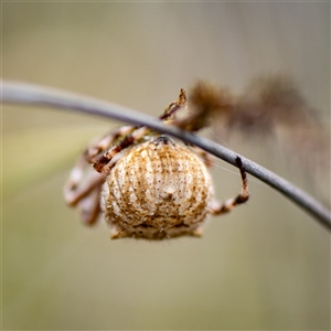 Backobourkia brounii (Broun's orb weaver) at Sutton, NSW by Untidy