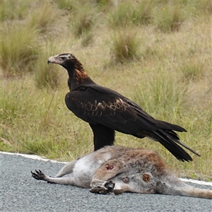 Aquila audax (Wedge-tailed Eagle) at Booth, ACT by RobG1