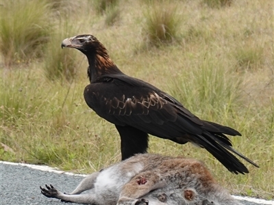 Aquila audax (Wedge-tailed Eagle) at Booth, ACT - 21 Nov 2024 by RobG1