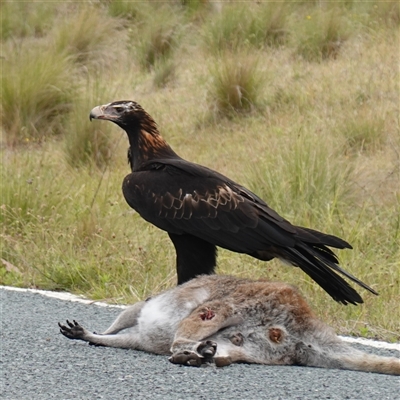 Aquila audax (Wedge-tailed Eagle) at Booth, ACT - 20 Nov 2024 by RobG1