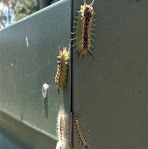 Unidentified Insect at Bungendore, NSW by yellowboxwoodland