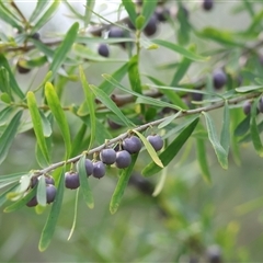 Melicytus dentatus at Splitters Creek, NSW - 27 Jan 2025 by KylieWaldon