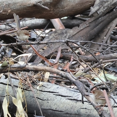 Malurus cyaneus (Superb Fairywren) at Splitters Creek, NSW - 27 Jan 2025 by KylieWaldon