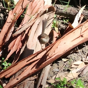 Malurus cyaneus at Splitters Creek, NSW - 27 Jan 2025 08:45 AM