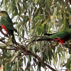 Alisterus scapularis at Splitters Creek, NSW - 26 Jan 2025 by KylieWaldon