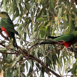 Alisterus scapularis at Splitters Creek, NSW by KylieWaldon