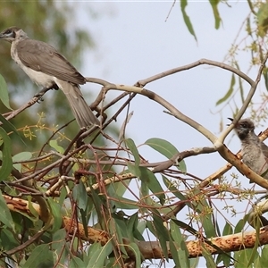 Philemon corniculatus at Splitters Creek, NSW by KylieWaldon