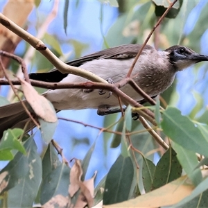 Philemon citreogularis at Splitters Creek, NSW - 27 Jan 2025 07:23 AM