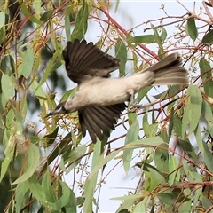 Philemon citreogularis at Splitters Creek, NSW - 27 Jan 2025 07:23 AM