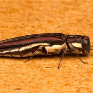 Agrilus hypoleucus at Strathnairn, ACT by jb2602