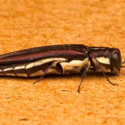 Agrilus hypoleucus (Hypoleucus jewel beetle) at Strathnairn, ACT - 30 Jan 2025 by jb2602