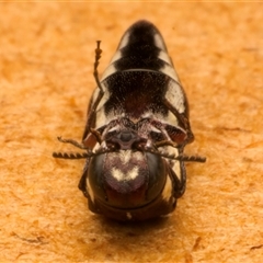 Agrilus hypoleucus at Strathnairn, ACT - 30 Jan 2025 09:38 PM