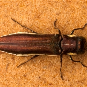 Agrilus hypoleucus at Strathnairn, ACT - 30 Jan 2025 09:38 PM