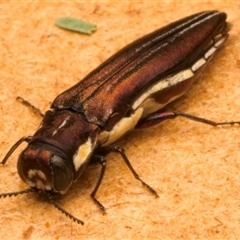 Agrilus hypoleucus at Strathnairn, ACT - 30 Jan 2025 09:38 PM