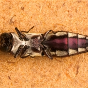 Agrilus hypoleucus at Strathnairn, ACT - 30 Jan 2025 09:38 PM