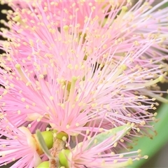 Callistemon sieberi at Splitters Creek, NSW - 27 Jan 2025 by KylieWaldon