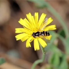 Melangyna viridiceps (Hover fly) at Splitters Creek, NSW - 26 Jan 2025 by KylieWaldon