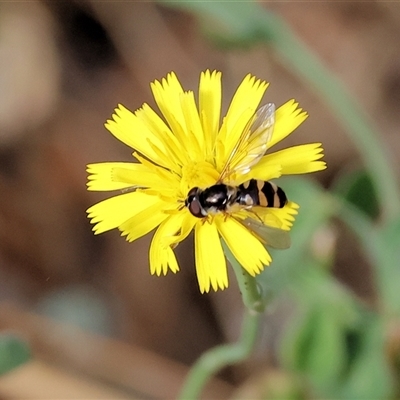 Melangyna viridiceps (Hover fly) at Splitters Creek, NSW - 27 Jan 2025 by KylieWaldon