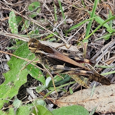 Gastrimargus musicus (Yellow-winged Locust or Grasshopper) at Bombay, NSW - 1 Feb 2025 by MatthewFrawley