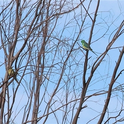 Psephotus haematonotus (Red-rumped Parrot) at Splitters Creek, NSW - 27 Jan 2025 by KylieWaldon