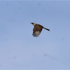 Philemon corniculatus (Noisy Friarbird) at Splitters Creek, NSW - 27 Jan 2025 by KylieWaldon