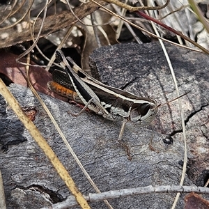 Unidentified Grasshopper (several families) at Bombay, NSW by MatthewFrawley