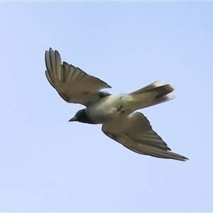 Coracina novaehollandiae at Splitters Creek, NSW - 27 Jan 2025 07:39 AM