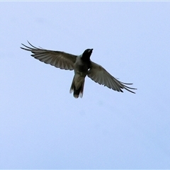 Coracina novaehollandiae at Splitters Creek, NSW - 27 Jan 2025 07:39 AM