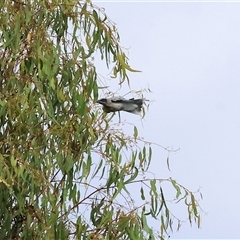 Coracina novaehollandiae at Splitters Creek, NSW - 27 Jan 2025 07:39 AM