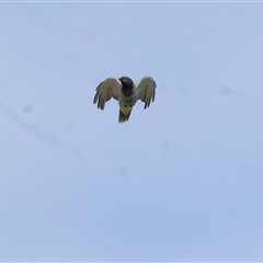 Coracina novaehollandiae at Splitters Creek, NSW - 27 Jan 2025 07:39 AM