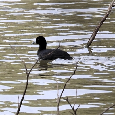 Fulica atra (Eurasian Coot) at Splitters Creek, NSW - 27 Jan 2025 by KylieWaldon