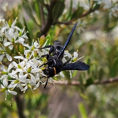 Scolia (Discolia) verticalis (Yellow-headed hairy flower wasp) at Bombay, NSW - 1 Feb 2025 by MatthewFrawley