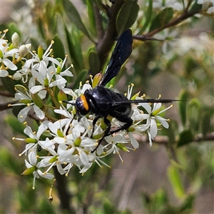 Scolia (Discolia) verticalis at Bombay, NSW - 1 Feb 2025 02:28 PM