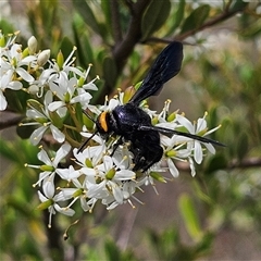 Scolia (Discolia) verticalis at Bombay, NSW - 1 Feb 2025 02:28 PM