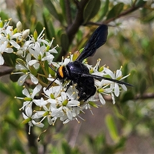 Scolia (Discolia) verticalis at Bombay, NSW - 1 Feb 2025 02:28 PM