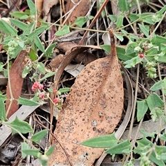 Einadia nutans subsp. nutans (Climbing Saltbush) at Weetangera, ACT - 1 Feb 2025 by sangio7