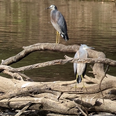 Egretta novaehollandiae (White-faced Heron) at Splitters Creek, NSW - 27 Jan 2025 by KylieWaldon