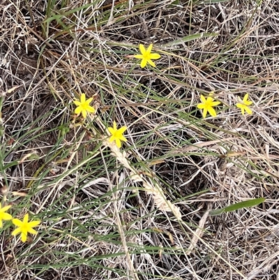 Tricoryne elatior (Yellow Rush Lily) at Sutton, NSW - 8 Jan 2025 by Untidy