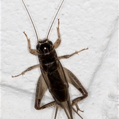 Gryllidae (family) (Field cricket) at Melba, ACT - 27 Jan 2025 by kasiaaus