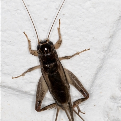 Gryllidae (family) (Field cricket) at Melba, ACT - 27 Jan 2025 by kasiaaus