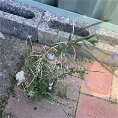 Epilobium billardiereanum at Scullin, ACT - 30 Dec 2024 by Untidy