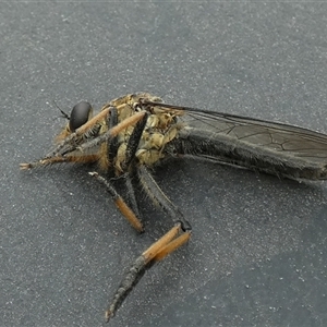 Unidentified Robber fly (Asilidae) at Borough, NSW by Paul4K