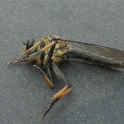 Unidentified Robber fly (Asilidae) at Borough, NSW - 29 Jan 2025 by Paul4K