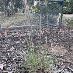 Sorghum leiocladum at Higgins, ACT - 8 Jan 2025 by Untidy