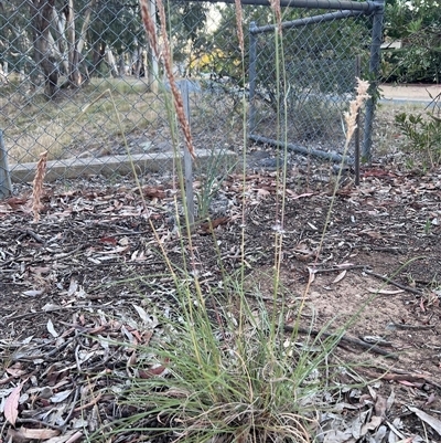 Sorghum leiocladum (Wild Sorghum) at Higgins, ACT - 8 Jan 2025 by Untidy