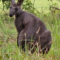 Unidentified Kangaroo or Wallaby at Kangaroo Valley, NSW - 28 Jan 2025 by Chakola