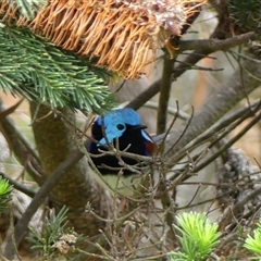 Malurus lamberti (Variegated Fairywren) at Braemar, NSW - 31 Jan 2025 by Curiosity