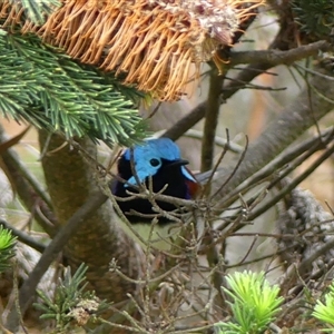 Malurus cyaneus at Braemar, NSW by Curiosity